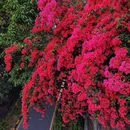 深圳旅游 缩略图 7