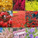 深圳旅游 缩略图 1