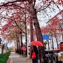 深圳旅游 缩略图 5