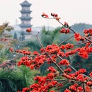 深圳旅游 缩略图 6