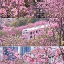 深圳旅游 缩略图 14