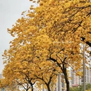 深圳旅游 缩略图 8