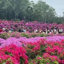 深圳旅游 缩略图 3
