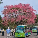 深圳旅游 缩略图 10