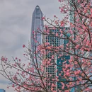 深圳旅游 缩略图 15