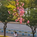 深圳旅游 缩略图 17