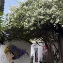 深圳旅游 缩略图 1