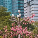 深圳旅游 缩略图 18