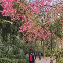 深圳旅游 缩略图 14