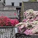 深圳旅游 缩略图 7