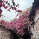 深圳旅游 缩略图 6