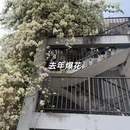 深圳旅游 缩略图 5