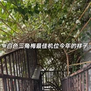 深圳旅游 缩略图 4