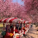 昆明旅游 缩略图 4