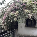 深圳旅游 缩略图 8