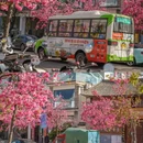 大理州旅游 缩略图 1
