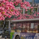 大理州旅游 缩略图 15