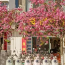大理州旅游 缩略图 13