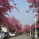 大理州旅游 缩略图 5