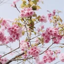 大理州旅游 缩略图 3