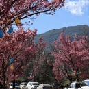 大理州旅游 缩略图 5