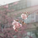大理州旅游 缩略图 5