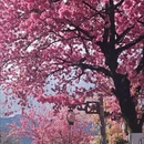 大理州旅游 缩略图 4