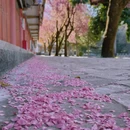 大理州旅游 缩略图 6