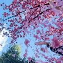 大理州旅游 缩略图 7