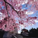 大理州旅游 缩略图 12
