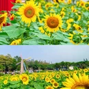 广州旅游 缩略图 7