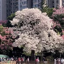 广州旅游 缩略图 5