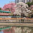 广州旅游 缩略图 2