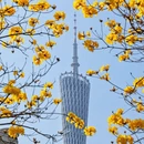 广州旅游 缩略图 7