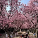 成都旅游 缩略图 6