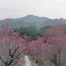 深圳旅游 缩略图 4