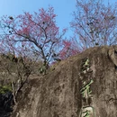 深圳旅游 缩略图 2