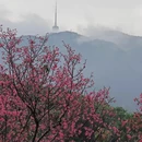深圳旅游 缩略图 1