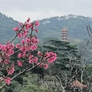 深圳旅游 缩略图 8