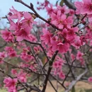 深圳旅游 缩略图 6