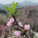 深圳旅游 缩略图 12