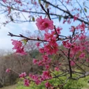 深圳旅游 缩略图 15