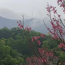 深圳旅游 缩略图 13
