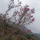 深圳旅游 缩略图 11