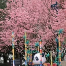 重庆旅游 缩略图 5