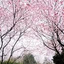 重庆旅游 缩略图 6