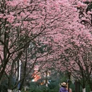 重庆旅游 缩略图 9