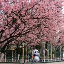 重庆旅游 缩略图 10