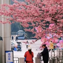 重庆旅游 缩略图 11