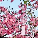 广州旅游 缩略图 3